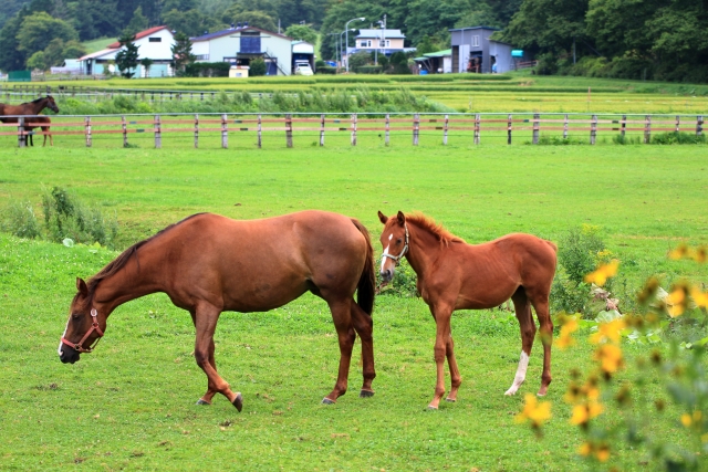 牧場の親子の2頭の馬