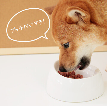 犬がドッグフードを食べる