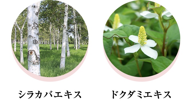 美容成分2種類の日本の植物